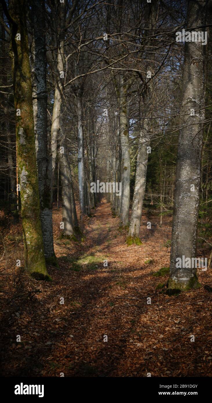 Forêt de printemps Banque D'Images