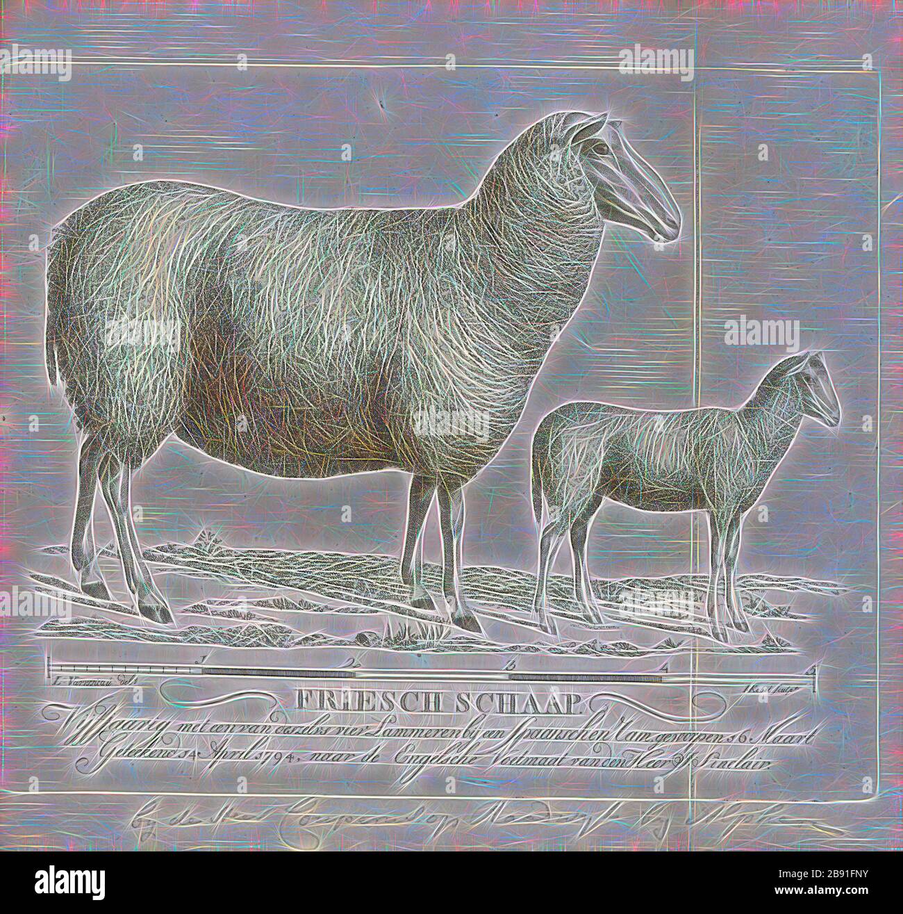 Ovis aries, Print, Domestic brebis (Ovis aries) sont quadrupedal, les mammifères ruminants sont généralement conservés comme bétail. Comme la plupart des ruminants, les moutons sont membres de l'ordre Artiodactyla, les ongulés à embout uniforme. Bien que le nom des moutons s'applique à de nombreuses espèces du genre Ovis, dans l'usage quotidien, il se réfère presque toujours à Ovis aries. Comptant un peu plus d'un milliard, les ovins domestiques sont également les espèces de moutons les plus nombreuses. Un mouton féminin adulte est appelé brebis, un mâle intact comme un bélier ou parfois une mise, un mâle castré comme une mouette, et un mouton plus jeune comme un agneau., 1794, réinventé par Gi Banque D'Images