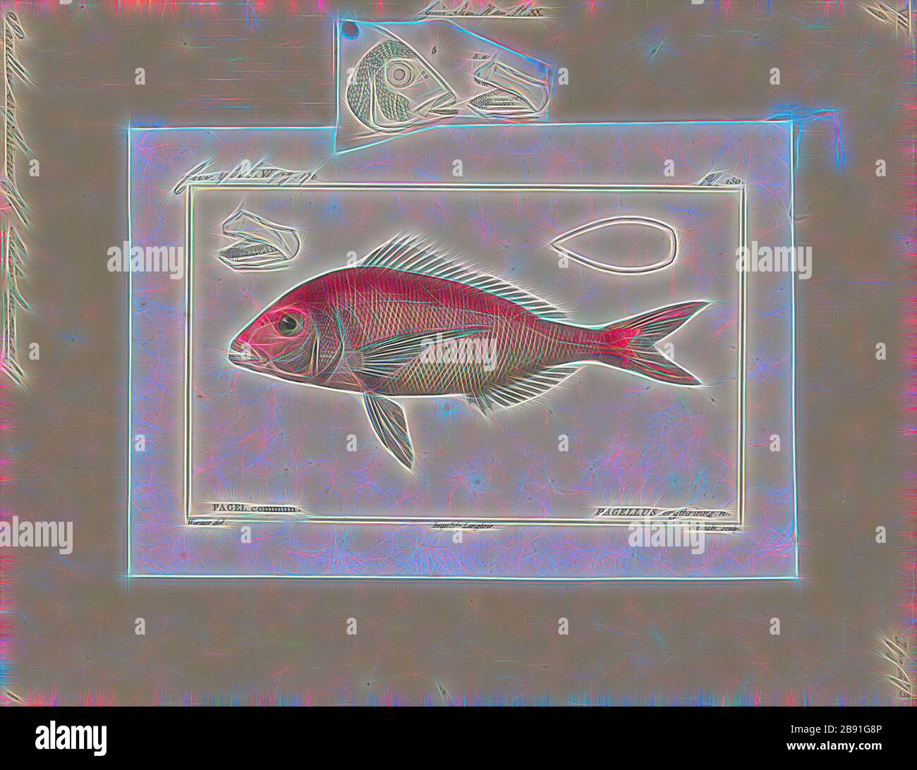 Pagellus erythrinus, Print, la commune de pandora (Pagellus erythrinus) est un poisson de la famille des Sillidae (bam de mer). C'est un poisson alimentaire populaire dans les pays méditerranéens, avec une chair blanche délicate., 1700-1880, réinventé par Gibon, design de gai gai chaleureux de luminosité et de rayons de lumière radiance. L'art classique réinventé avec une touche moderne. La photographie inspirée du futurisme, qui embrasse l'énergie dynamique de la technologie moderne, du mouvement, de la vitesse et révolutionne la culture. Banque D'Images