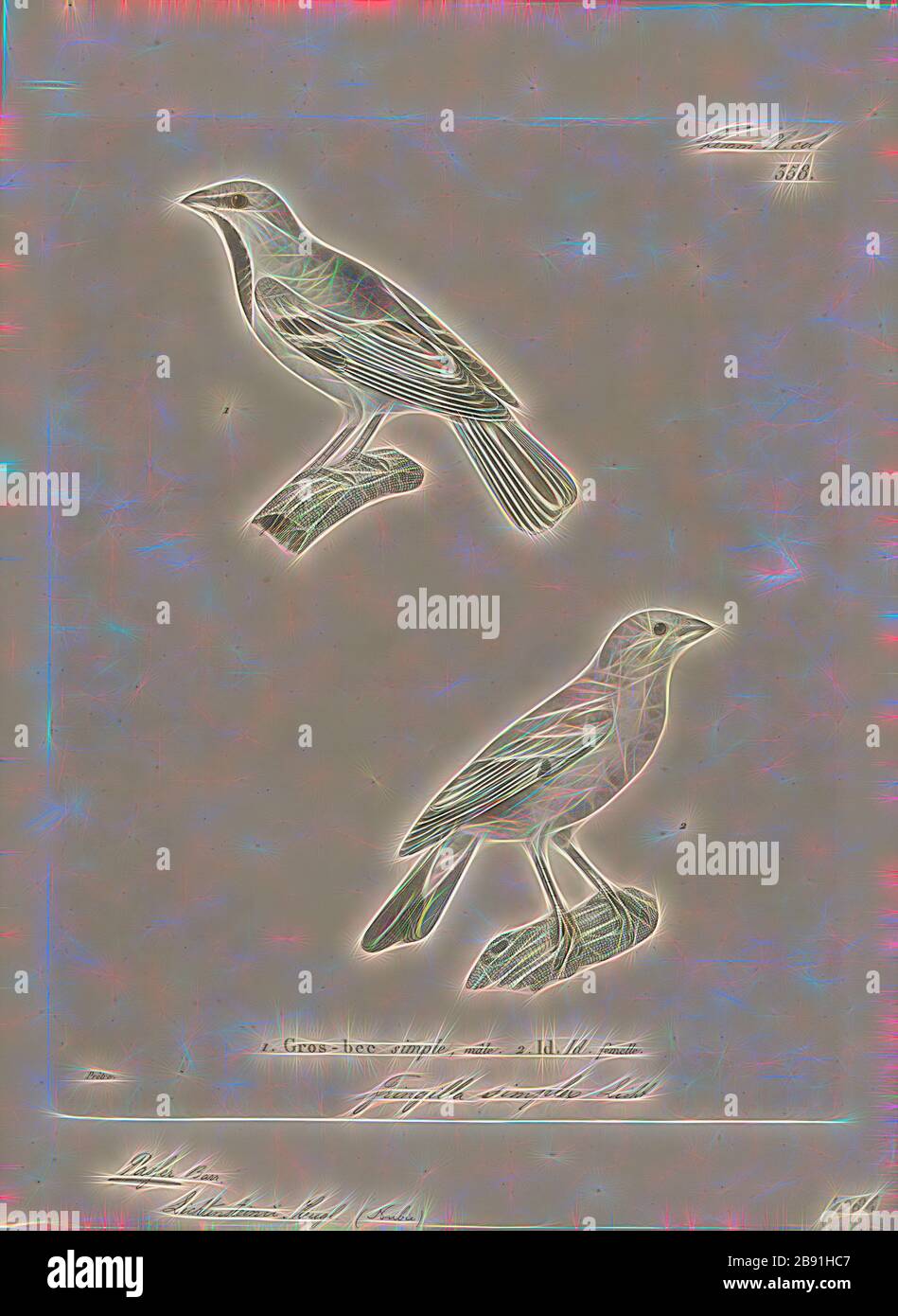 Passer lichtensteinii, Print, Passer est un genre de sparrows, également connu sous le nom de véritables sparrows. Le genre comprend le sparrow de maison et le sparrow d'arbre eurasien, certains des oiseaux les plus communs au monde. Ce sont de petits oiseaux avec des factures épaisses pour manger des graines, et sont principalement de couleur grise ou brune. Originaire du vieux monde, certaines espèces ont été introduites dans le monde entier, 1700-1880, repensée par Gibon, conception de la gaie chaleureuse de luminosité et de rayons de lumière radiance. L'art classique réinventé avec une touche moderne. La photographie inspirée du futurisme, embrassant l'énergie dynamique du t moderne Banque D'Images