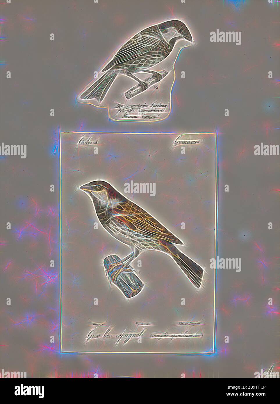 Passer salicicola, Print, Passer est un genre de sparrows, également connu sous le nom de véritables sparrows. Le genre comprend le sparrow de maison et le sparrow d'arbre eurasien, certains des oiseaux les plus communs au monde. Ce sont de petits oiseaux avec des factures épaisses pour manger des graines, et sont principalement de couleur grise ou brune. Originaire du vieux monde, certaines espèces ont été introduites dans le monde entier, 1700-1880, repensée par Gibon, conception de la gaie chaleureuse de luminosité et de rayons de lumière radiance. L'art classique réinventé avec une touche moderne. La photographie inspirée du futurisme, embrassant l'énergie dynamique de la techn moderne Banque D'Images