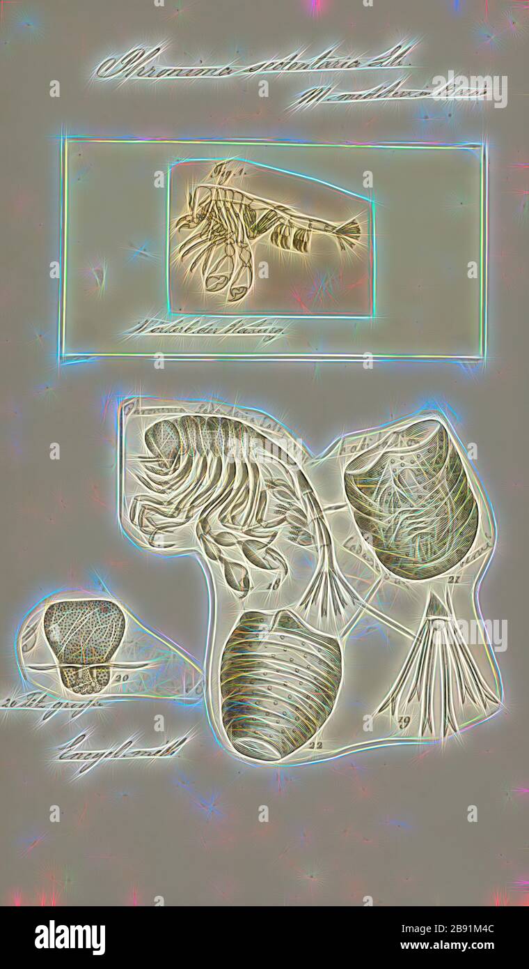 Phronima sedentaria, Print, Phronima sedentaria est une espèce de crustacés d'amphipodes trouvés dans les océans à une profondeur pouvant atteindre 1 km (0,6 mi)., repensée par Gibon, conception d'un brillant chaleureux de luminosité et de rayons de lumière radiance. L'art classique réinventé avec une touche moderne. La photographie inspirée du futurisme, qui embrasse l'énergie dynamique de la technologie moderne, du mouvement, de la vitesse et révolutionne la culture. Banque D'Images