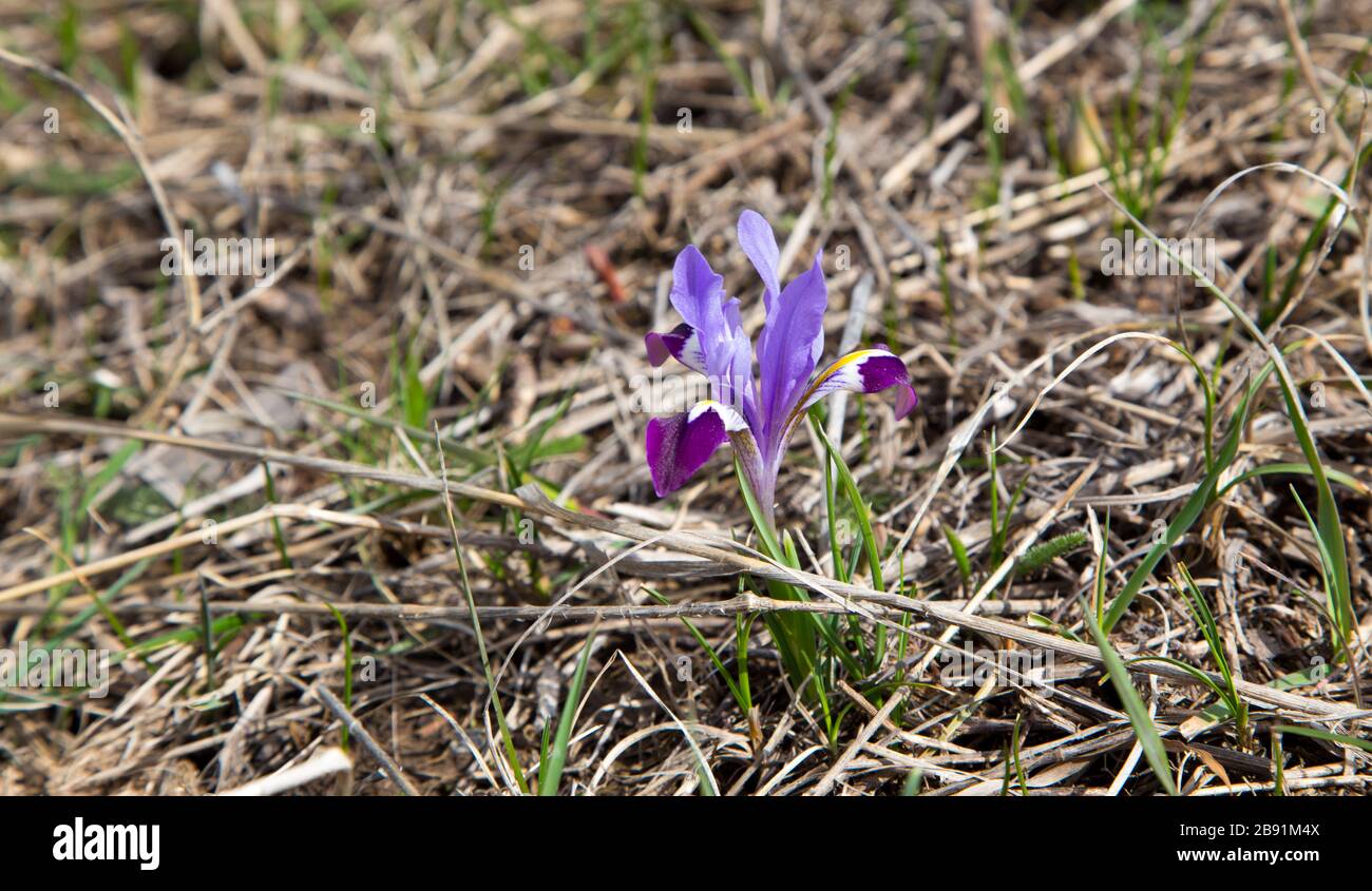 Iris sauvage de montagne. Fleurs de printemps. Belle bannière Banque D'Images