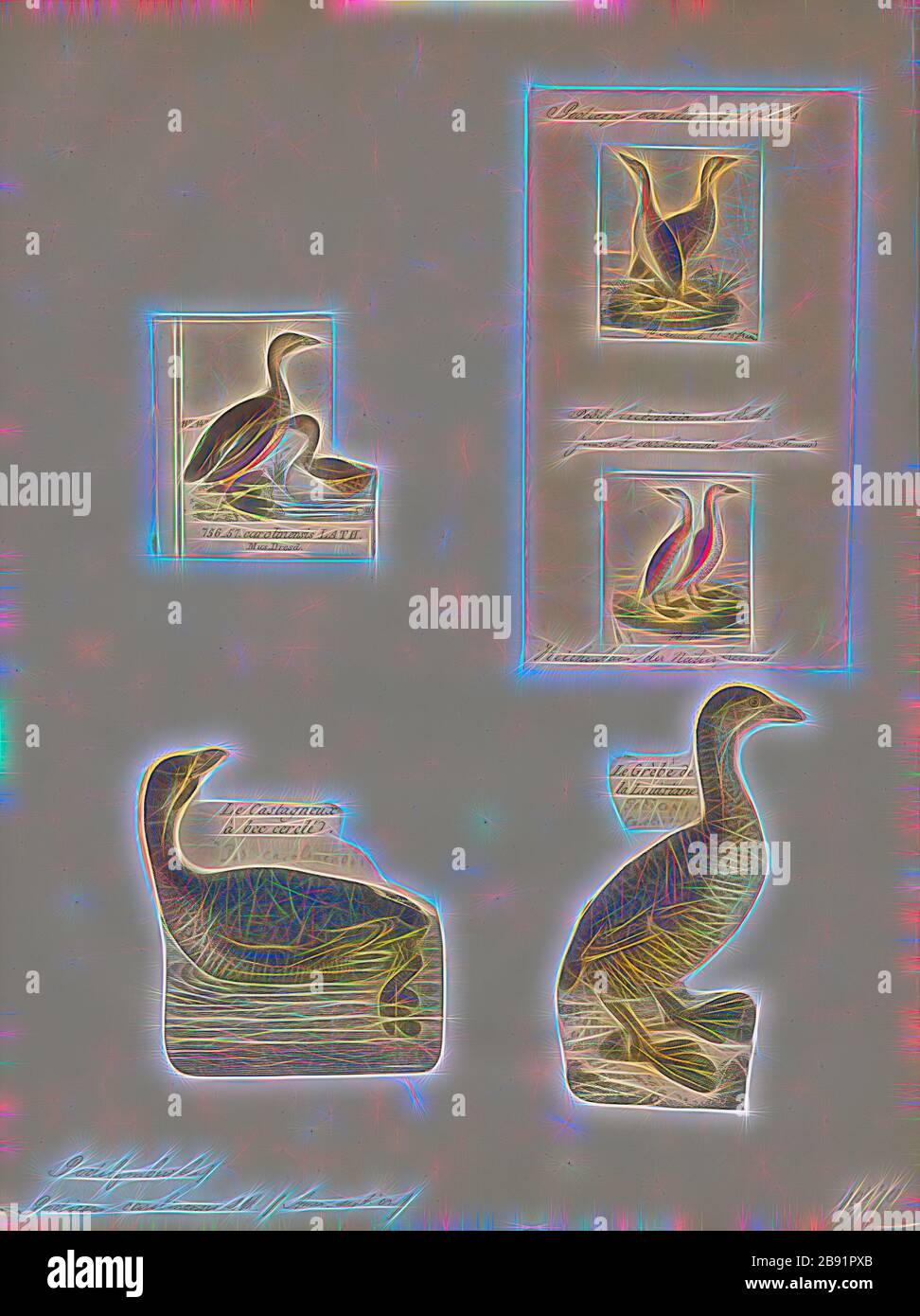 Podilymbus podiceps, Print, le grèbe à bec pied (Podilymbus podiceps) est une espèce de la famille des oiseaux d'eau les plus verts. Puisque l'Atitlán grebe (Podilymbus gigas) est devenu éteint, il est le seul membre existant du genre Podilymbus. Le grèbe à la facture pigée se trouve principalement dans les étangs des Amériques. Parmi les autres noms de cette grèbe figurent le dabchick américain, le rail, le dabchick, le grèbe de Caroline, le diable-plongeur, le dapper de plongée, le balancier, l'enfer-plongeur, le dabchick piqué-facturé, le grèbe épais et la sorcière., 1700-1880, repensée par Gibon, conception de glanissement chaud et gaie Banque D'Images
