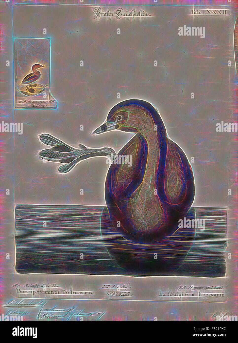 Podilymbus podiceps, Print, le grèbe à bec pied (Podilymbus podiceps) est une espèce de la famille des oiseaux d'eau les plus verts. Puisque l'Atitlán grebe (Podilymbus gigas) est devenu éteint, il est le seul membre existant du genre Podilymbus. Le grèbe à la facture pigée se trouve principalement dans les étangs des Amériques. Parmi les autres noms de cette grèbe figurent le dabchick américain, le rail, le dabchick, le grèbe de Caroline, le diable-plongeur, le dapper de plongée, le balancier, l'enfer-plongeur, le dabchick piqué-facturé, le grèbe épais et la sorcière., 1700-1880, repensée par Gibon, conception de glanissement chaud et gaie Banque D'Images