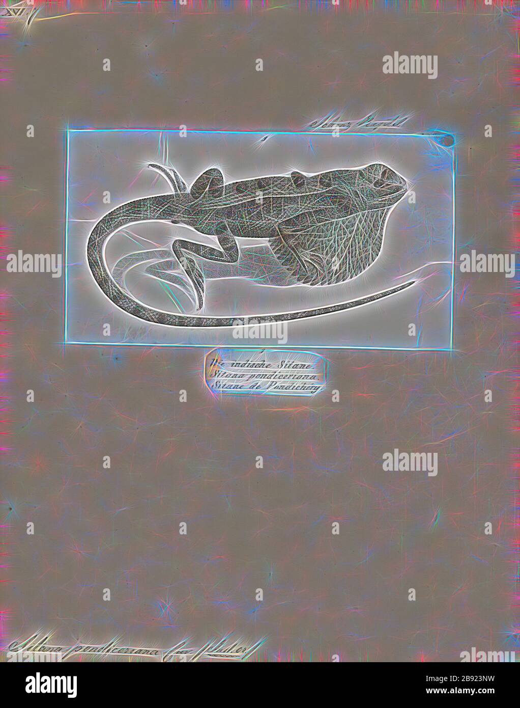 Sitana pondiceriana, Print, Sitana est un genre de lézards, collectivement appelés lézards à gorge éventail, de la famille des Agamidae. Ils se trouvent au Népal, en Inde, au Sri Lanka et au Pakistan. Le genre comprend treize espèces, dont plusieurs espèces découvertes récemment, comme deux nouvelles espèces du Sri Lanka. En 2016, un nouveau genre appelé Sarada a été érigé, composé d'une ancienne espèce de Sitana et de deux espèces nouvellement décrites. Sarada est le genre frère de Sitana. Ensemble, ils forment une clade que le groupe soeur est Otocryptis., 1700-1880, réinventé par Gibon, conception de glaning chaud et gai de bri Banque D'Images