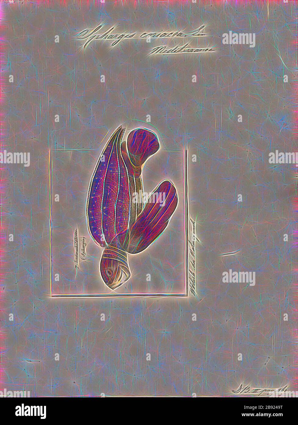 Sphargis coriacea, Print, la tortue luth (Dermochelys coriacea), parfois appelée la tortue luth ou la tortue lathérienne ou tout simplement la luth, est la plus grande de toutes les tortues vivantes et est la quatrième tuile moderne de la région derrière trois codiliens. C'est la seule espèce vivante du genre Dermochelys et de la famille Dermochelyidae. Il peut facilement être différencié des autres tortues de mer modernes par son manque de coquille osseuse, d'où le nom. Au lieu de cela, sa carapace est couverte par la peau et la chair huileuse., 1700-1880, réinventée par Gibon, conception de la gaie chaleureuse et gaie de luminosité et de rayons lumineux radia Banque D'Images