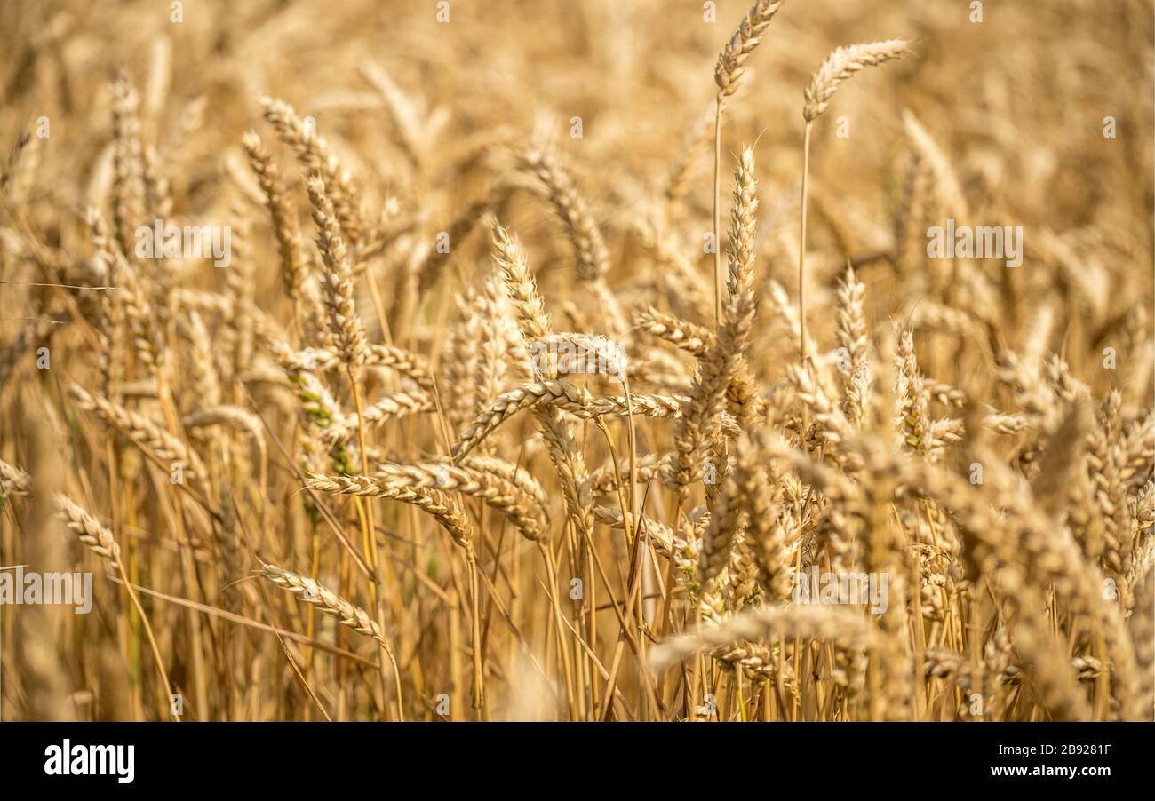 Champ de blé. Détail plein format et focalisation sélective sur la croissance du blé mûri au soleil dans la campagne anglaise. Banque D'Images