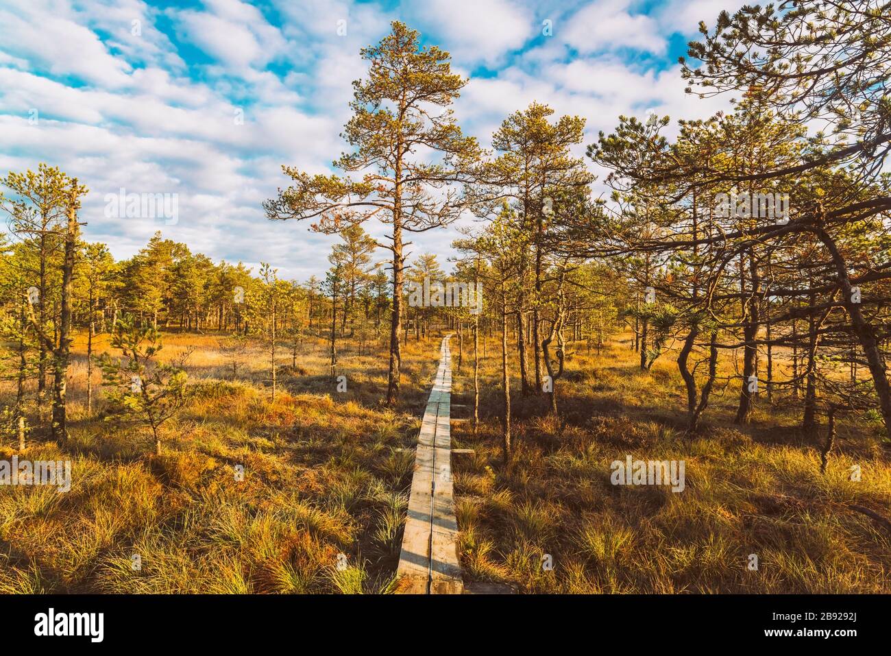 Sentier au parc national de Lahemaa en Estonie en automne tôt le matin  Photo Stock - Alamy