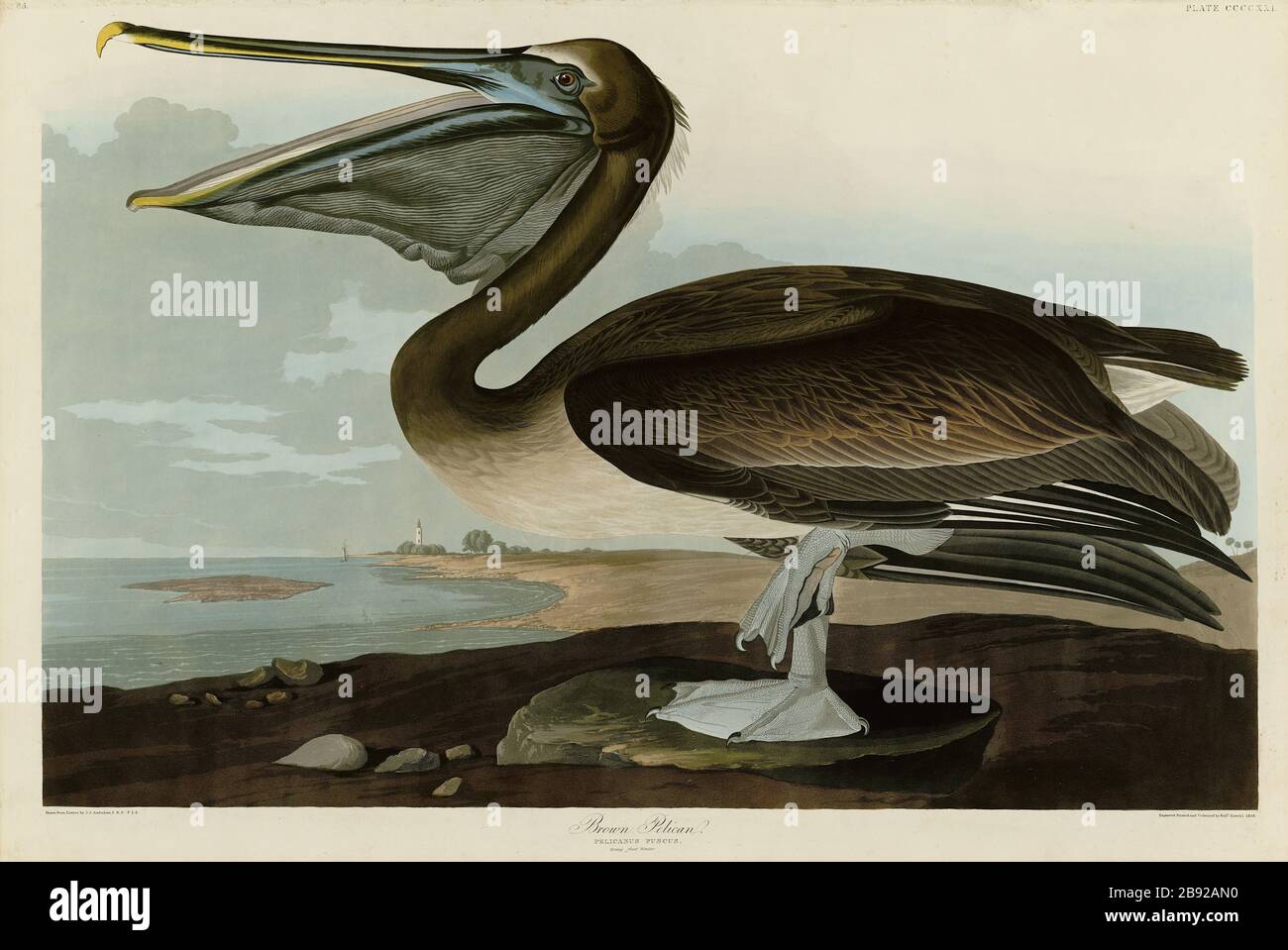 Plaque 421 Pelican Brown, du folio Birds of America (1827–1839) de John James Audubon - image éditée de très haute résolution et de qualité Banque D'Images