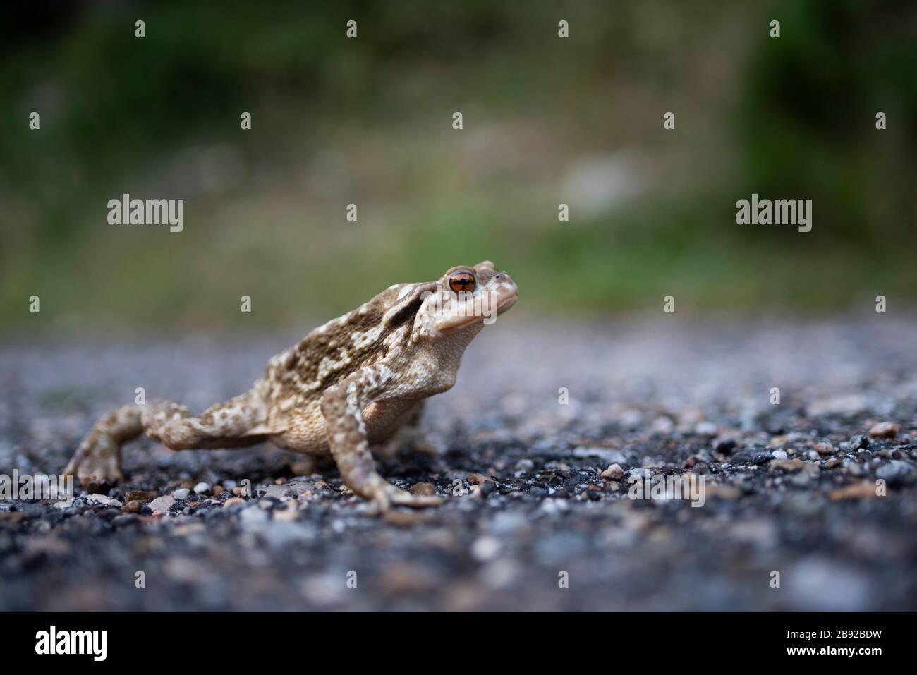 Gros plan de crapaud sur une route de montagne. Banque D'Images