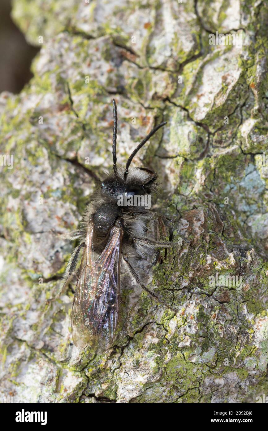 Frühe Weidensandbiene, Frühe Weiden-Sandbiene, Frühe Sandbiene, Sandbiene, Männchen sonnt sich an sonnenbeschienen Holz, Andrena cf. Praecox, Small Banque D'Images