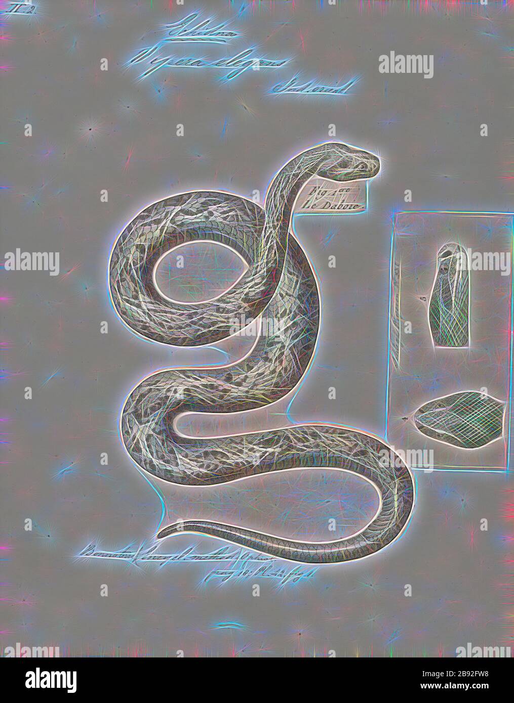 Vipera elegans, Print, Russell's viper (Doia russelii) est une espèce ...