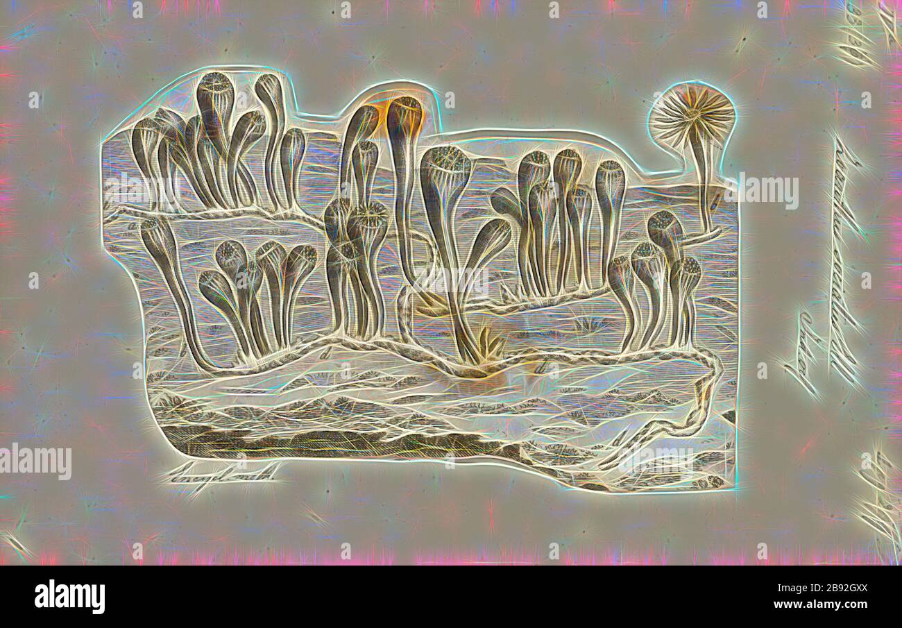 Zoanthus sociatus, Print, Zoanthus sociatus, communément appelé tapis de mer vert ou polype de bouton, est un zoanthid habituellement trouvé dans les zones de récifs peu profonds des régions tropicales des Caraïbes au sud-est du Brésil. Z. sociatus est actuellement étudié pour son utilisation contre les parasites lymphatiques humains., repensé par Gibon, conception de glanissement chaleureux et gai de la luminosité et des rayons de lumière radiance. L'art classique réinventé avec une touche moderne. La photographie inspirée du futurisme, qui embrasse l'énergie dynamique de la technologie moderne, du mouvement, de la vitesse et révolutionne la culture. Banque D'Images