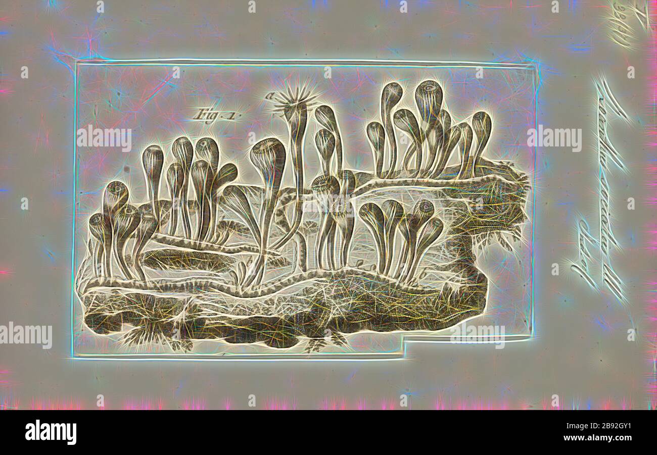 Zoanthus sociatus, Print, Zoanthus sociatus, communément appelé tapis de mer vert ou polype de bouton, est un zoanthid habituellement trouvé dans les zones de récifs peu profonds des régions tropicales des Caraïbes au sud-est du Brésil. Z. sociatus est actuellement étudié pour son utilisation contre les parasites lymphatiques humains., repensé par Gibon, conception de glanissement chaleureux et gai de la luminosité et des rayons de lumière radiance. L'art classique réinventé avec une touche moderne. La photographie inspirée du futurisme, qui embrasse l'énergie dynamique de la technologie moderne, du mouvement, de la vitesse et révolutionne la culture. Banque D'Images