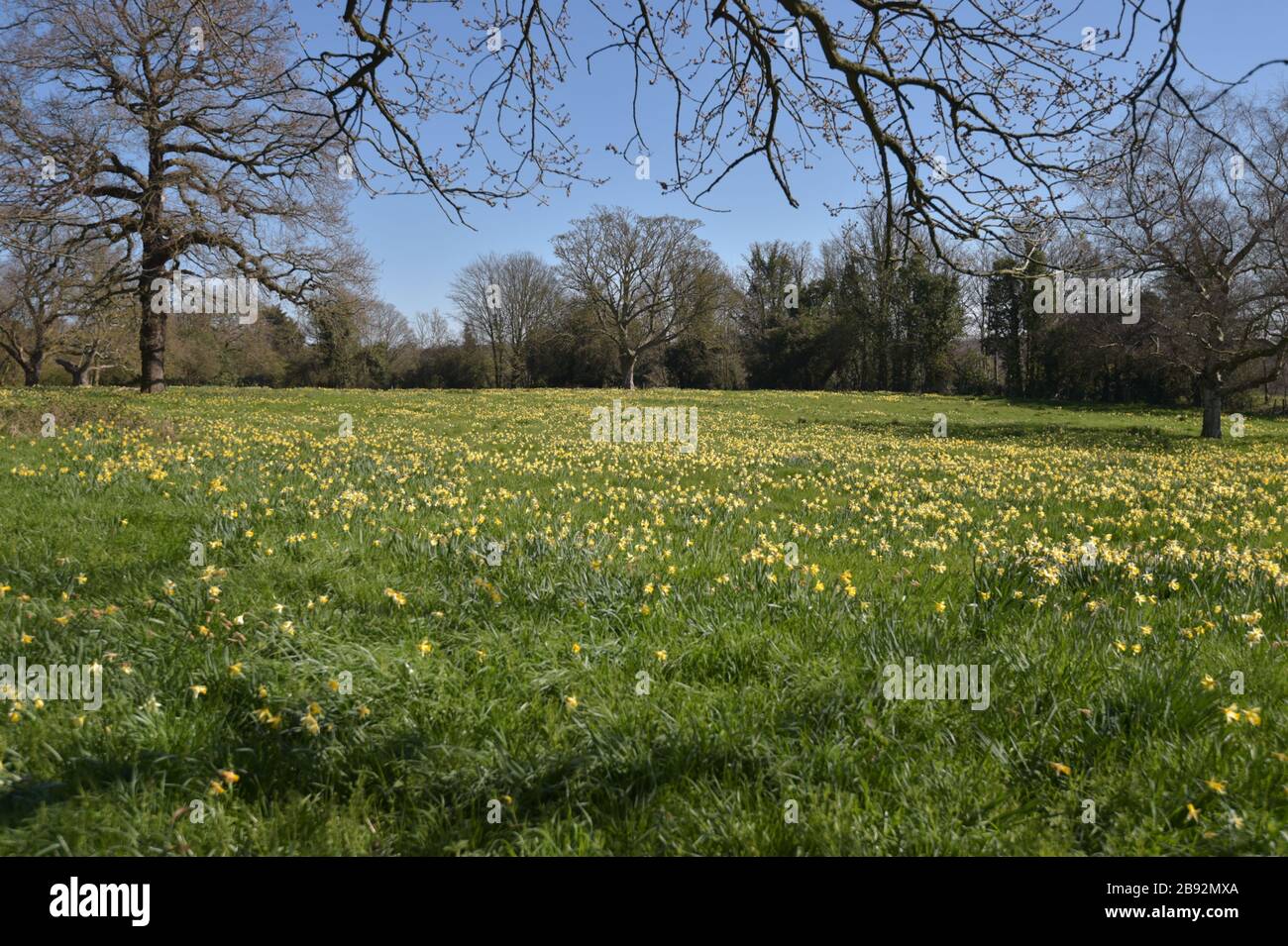 Des milliers de jonquilles en fleurs à Warley place, à Brentwood, dans l'Essex. Banque D'Images