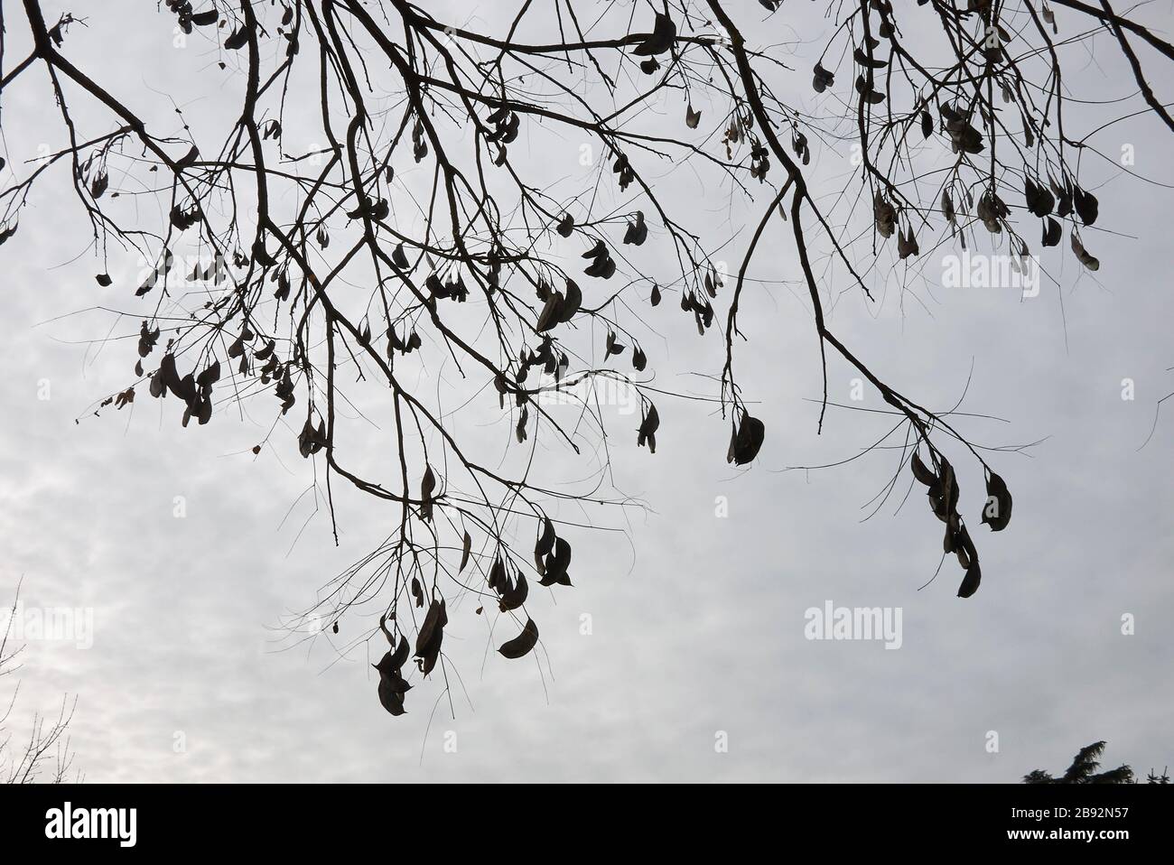 Gymnocladus dioicus branche avec des fruits Banque D'Images