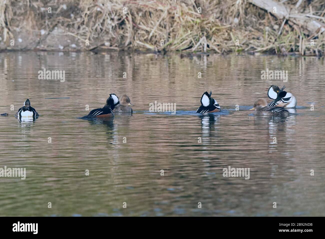 Mergansers à capuche dans le troupeau de la saison de reproduction Banque D'Images