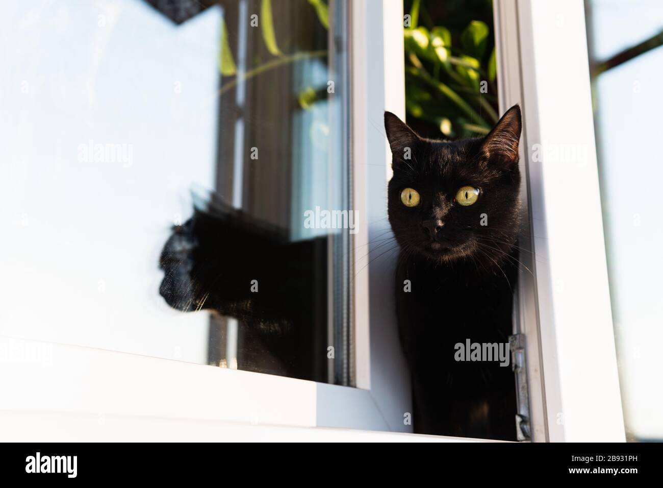 Chat noir regardant hors de la fenêtre de la maison ouverte Banque D'Images