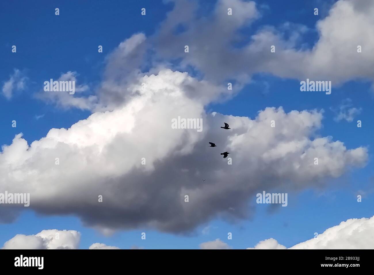 Oiseaux dans le ciel nuageux à la distance. Banque D'Images