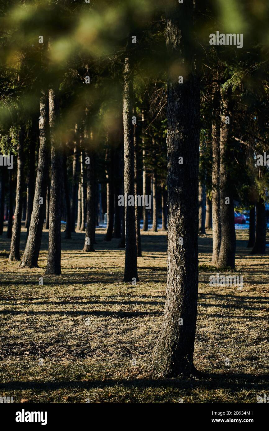 Arbres alignés dans la lumière du soleil de l'après-midi près du stade olympique de Montréal. Banque D'Images