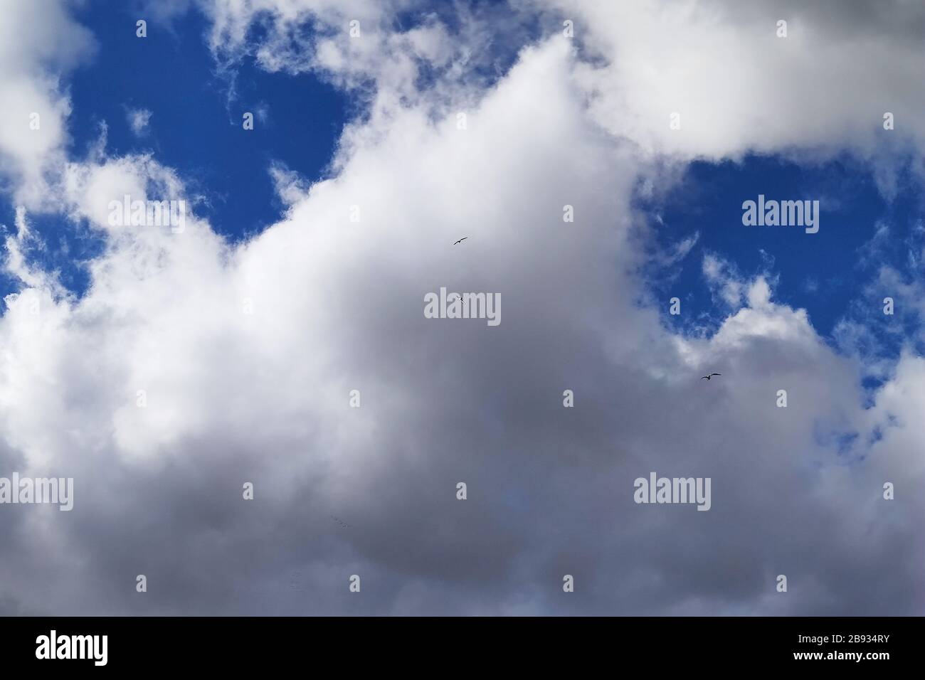 Oiseaux dans le ciel nuageux à la distance. Banque D'Images