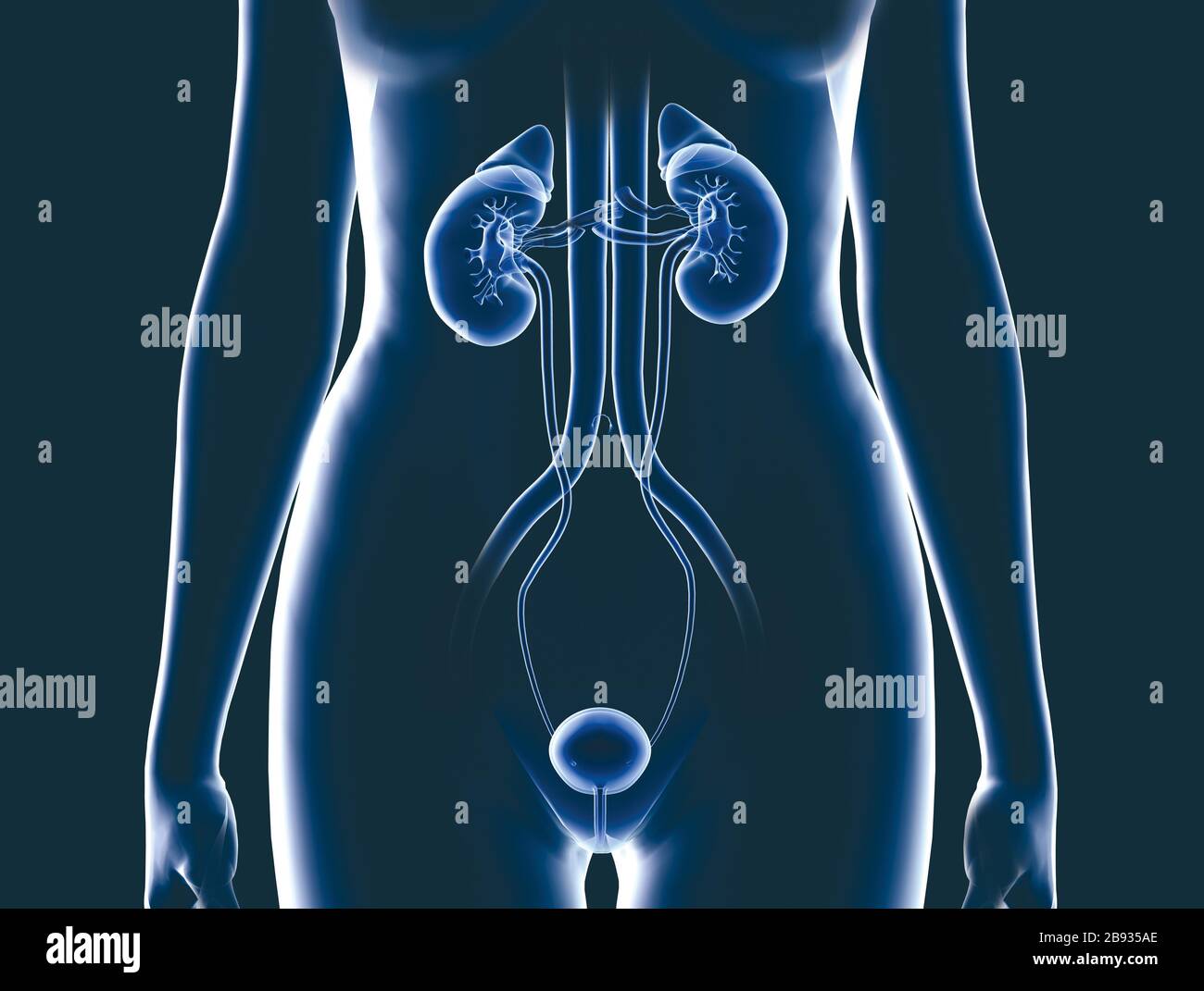 Illustration tridimensionnelle montrant les voies urinaires femelles avec reins, vaisseaux sanguins, uretère et vessie Banque D'Images
