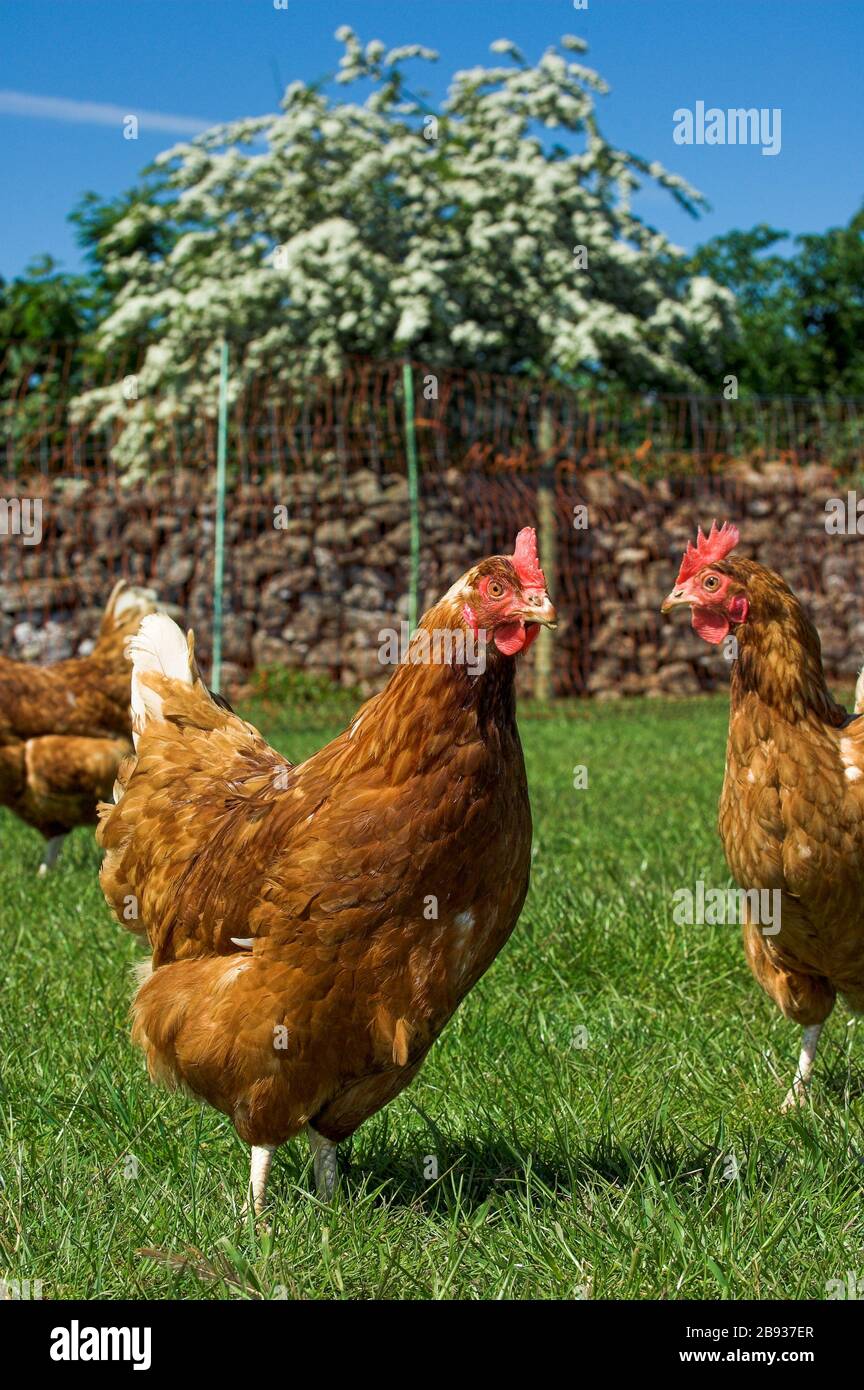 Poules à aire de répartition libre dans un pâturage vert luxuriant au printemps. Cumbria, Royaume-Uni. Banque D'Images