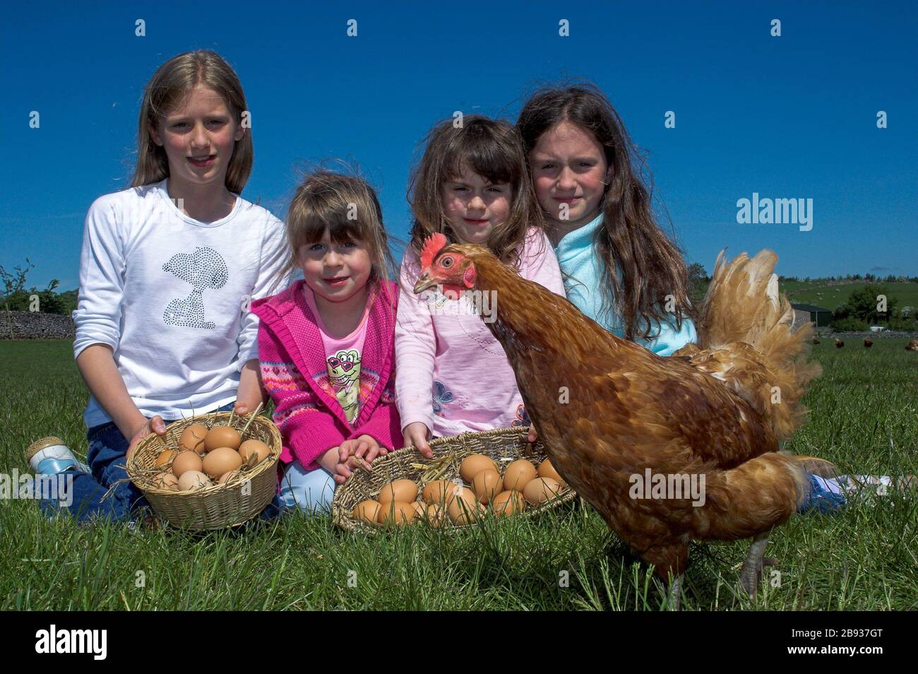 Les enfants ayant des œufs de plage gratuits qu'ils ont collectés à la ferme. Cumbria, Royaume-Uni. Banque D'Images