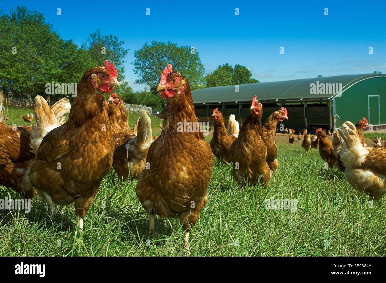 Les poules à aire libre se paissent dans le champ à l'extérieur de leur plume. Cumbria, Royaume-Uni Banque D'Images