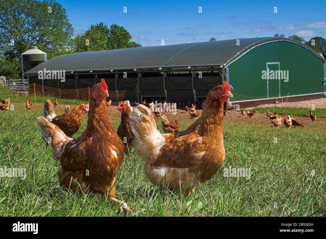 Les poules à aire libre se paissent dans le champ à l'extérieur de leur plume. Cumbria, Royaume-Uni Banque D'Images