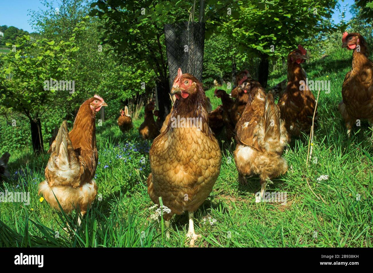 Les poules de la gamme libre se baladent dans des bois ombragés. Cumbria, Royaume-Uni. Banque D'Images