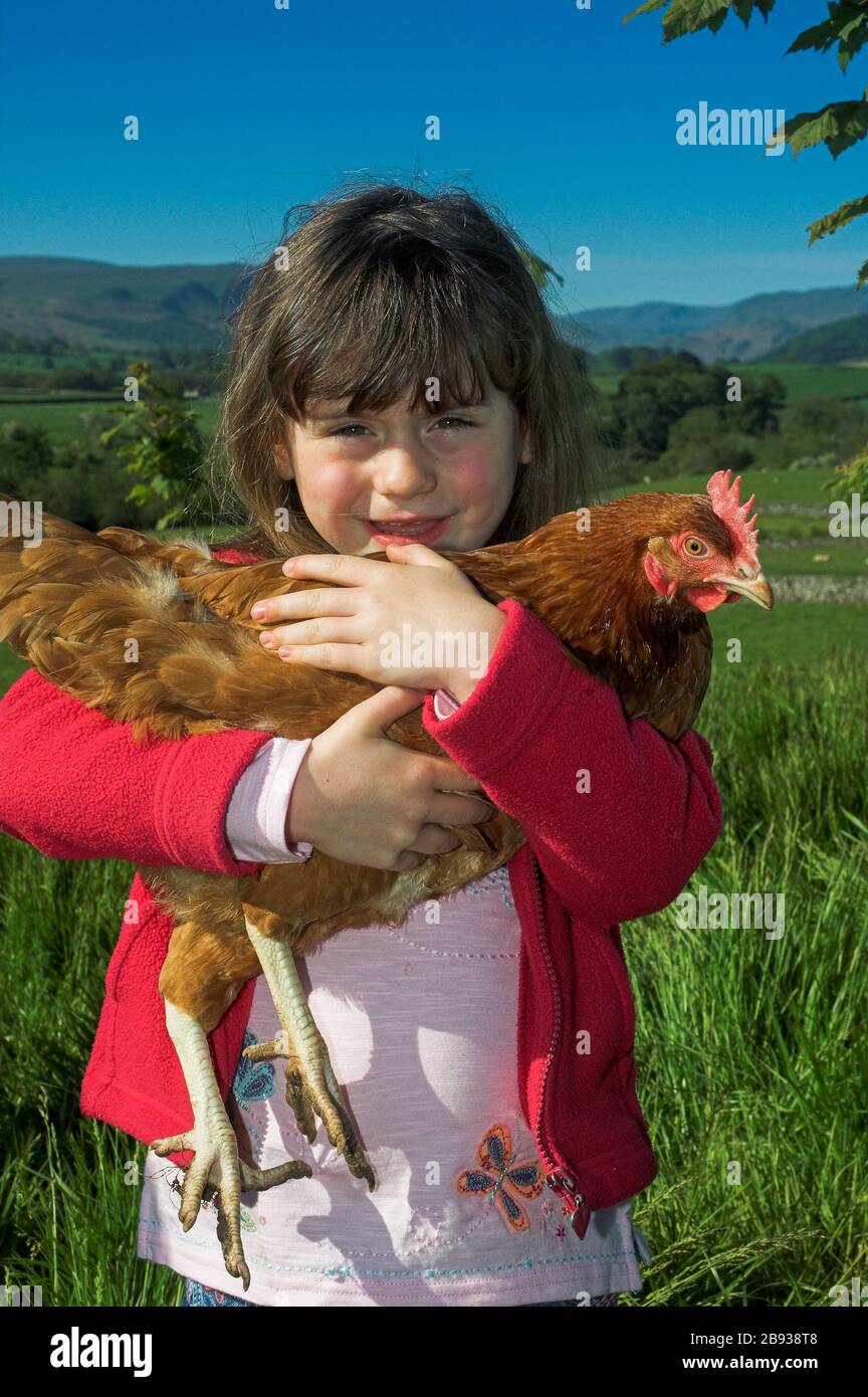 Jeune fille tenant une heureuse poule libre dans ses bras. Cumbria, Royaume-Uni. Banque D'Images