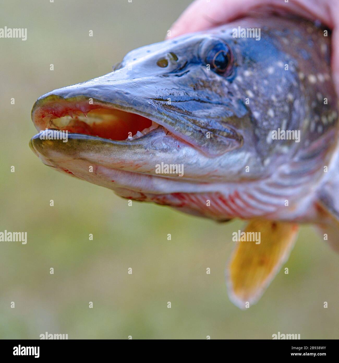 Un homme est titulaire d'une rivière pike dans ses mains. Tête de brochet. Selective focus Banque D'Images