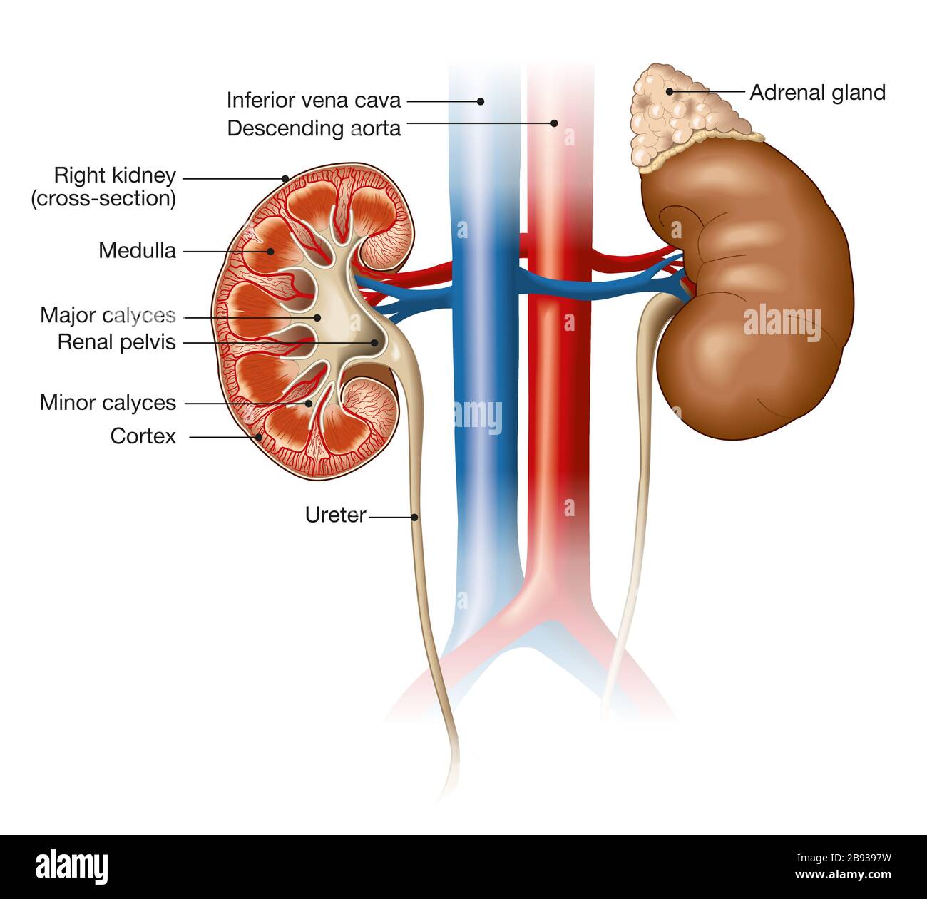 Illustration médicale montrant la section transversale d'un rein avec une veine cave inférieure et une aorte descendante Banque D'Images