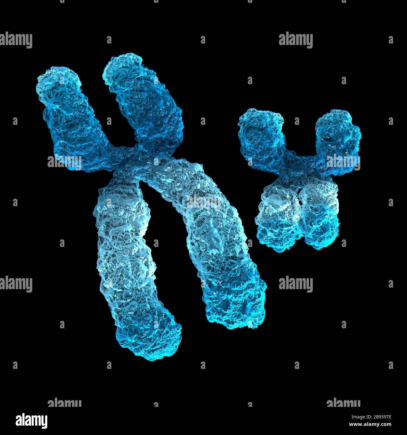 Illustration tridimensionnelle montrant le chromosome X et le chromosome y Banque D'Images