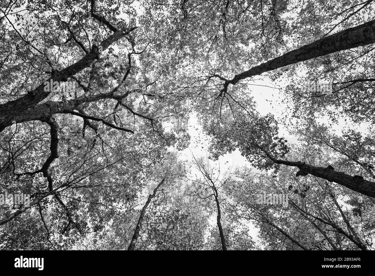 Arbres Silhouette dans la forêt Banque D'Images