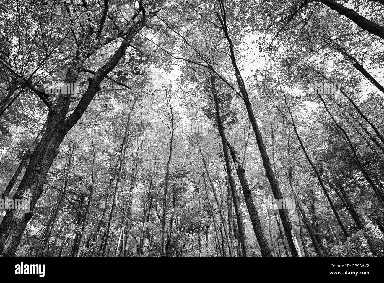 Arbres Silhouette dans la forêt Banque D'Images