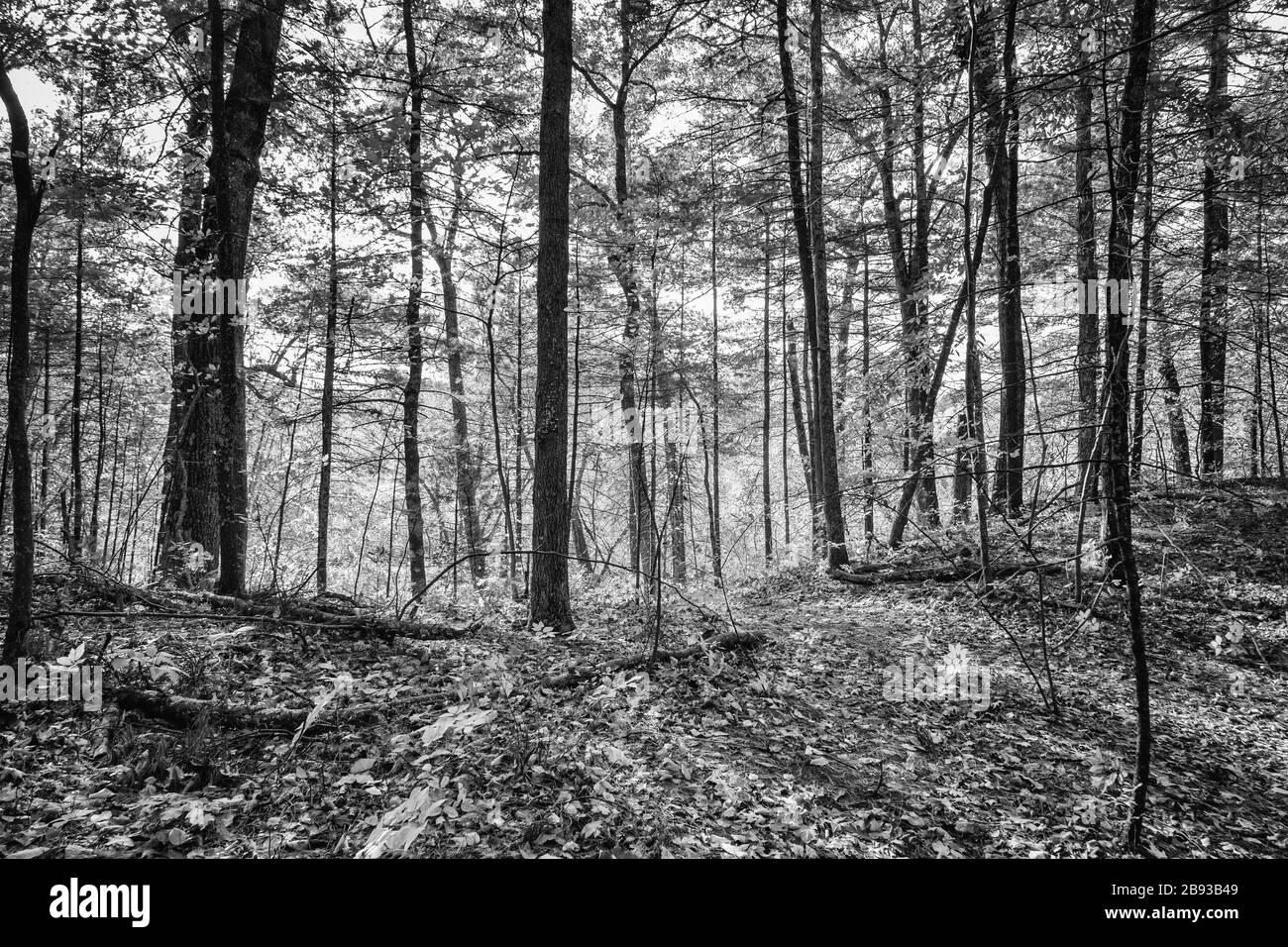 Arbres Silhouette dans la forêt Banque D'Images