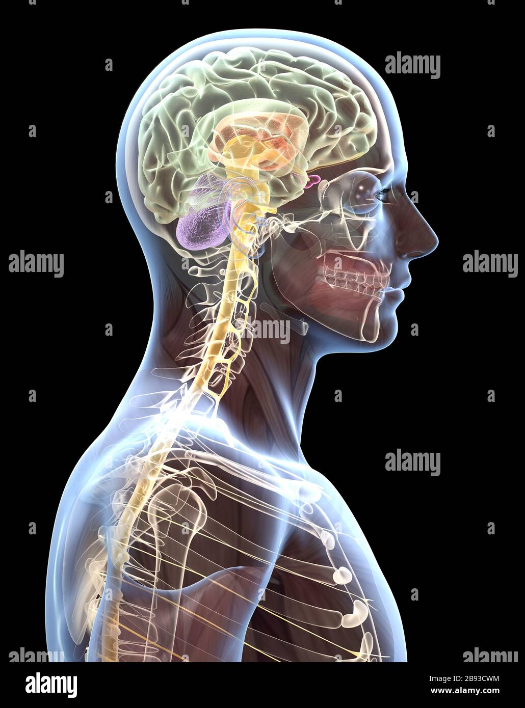 Cerveau humain transparent d'un homme avec la moelle épinière et la colonne vertébrale, illustration médicale Banque D'Images
