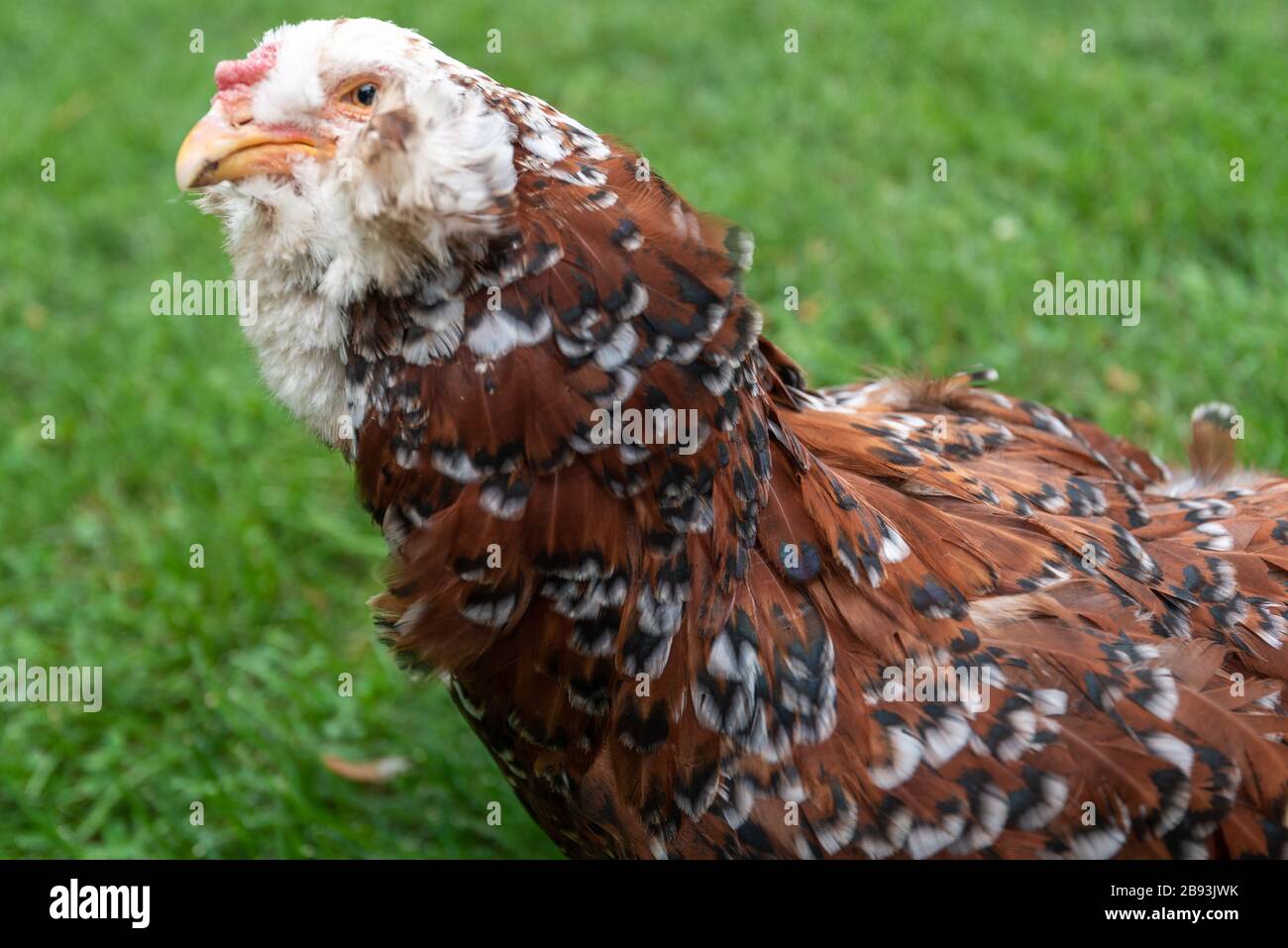 Gros plan de poulet Orloff brun russe contre l'herbe verte Banque D'Images