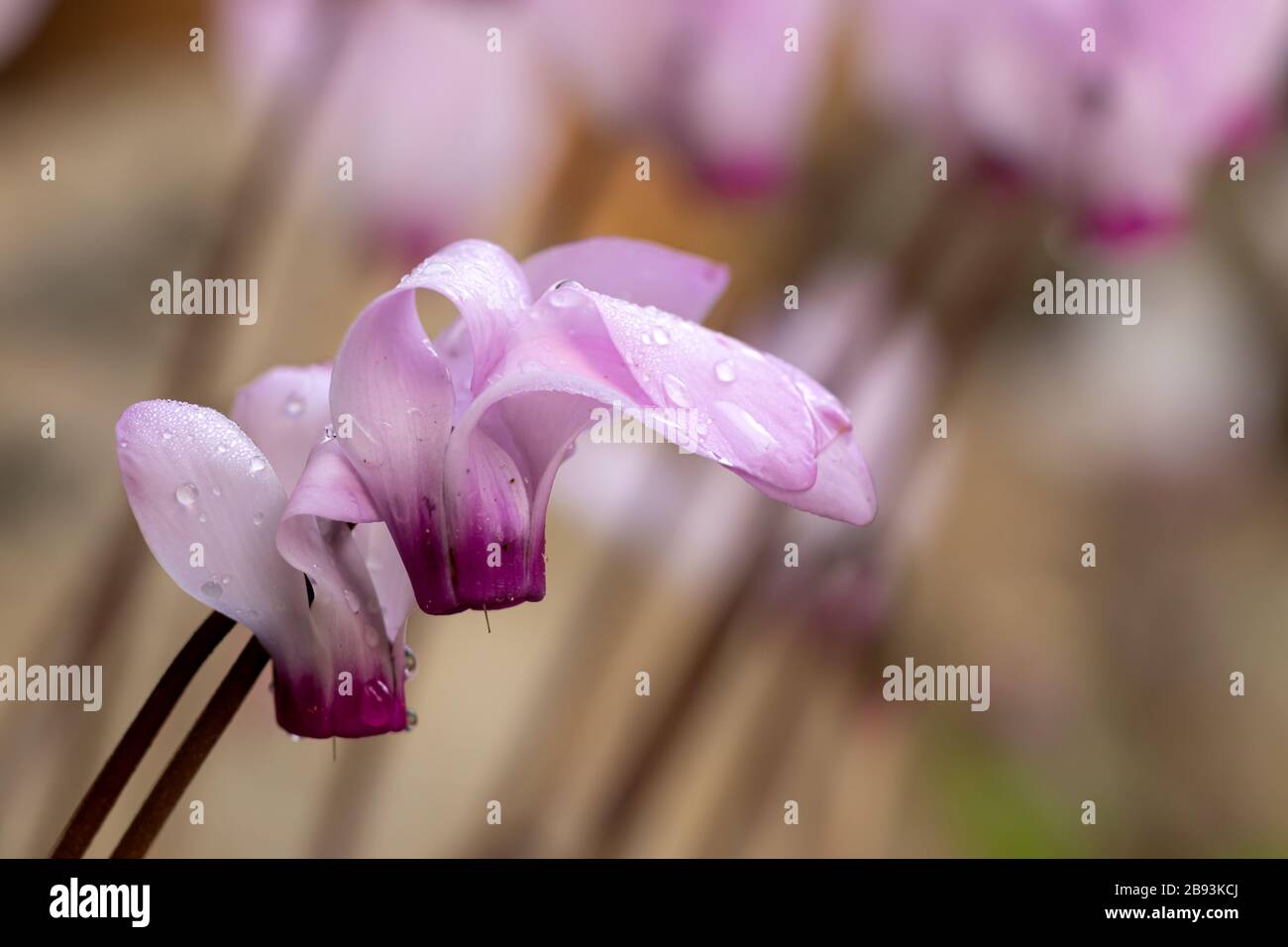 Fleurs de cyclamen blanches et roses avec de petites gouttes de rosée sur fond flou de pétales Banque D'Images