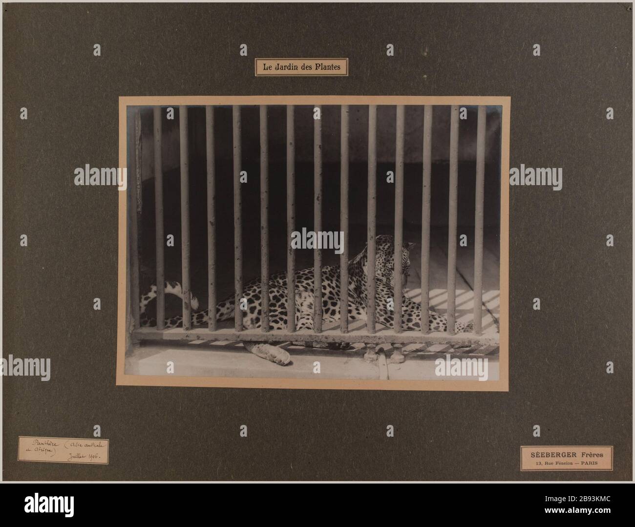 Panther (Asie et Afrique australe). Le jardin des plantes, 5ème arrondissement, Paris. Séeberger Frères. 'Panthère (Asie australe et Afrique). Le jardin des plantes, 5ème arrondissement, Paris'. Rage au gélatino-bromure d’argent. En 1906-07-1906-07. Paris, musée Carnavalet. Banque D'Images