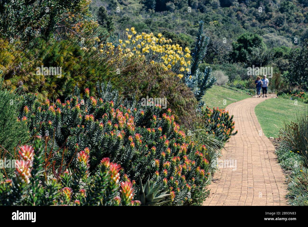 Couple marchant dans les jardins botaniques de Kirstenbosch profitant du paysage et des plantes exotiques et des fynbos colorés, sélective Focus Cape Town Afrique du Sud Banque D'Images