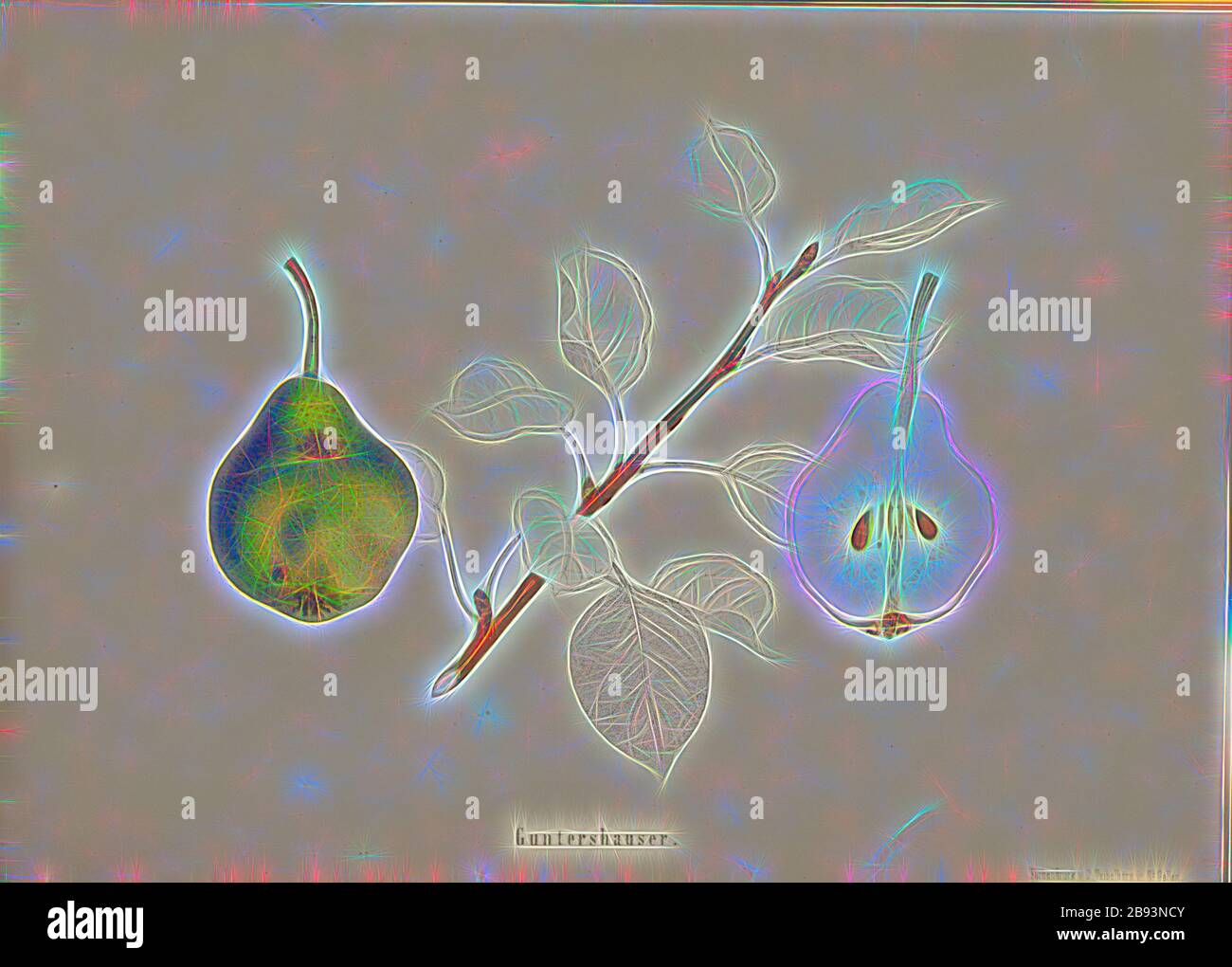 Guntershaser, variété suisse de poires, signé: Farbendruck c., J. Tribelhorn, fig. 11, Tribelhorn, J. (imp.), 1863, Schweizerisch. Landwirtschaftl. Verein (Hg.): Schweizerische Obstsorten. [S.l.]: Schweizerischer Landwirtschaftlicher Verein, [1863], repensé par Gibon, design de glanissement chaleureux et gai de la luminosité et des rayons de lumière radiance. L'art classique réinventé avec une touche moderne. La photographie inspirée du futurisme, qui embrasse l'énergie dynamique de la technologie moderne, du mouvement, de la vitesse et révolutionne la culture. Banque D'Images