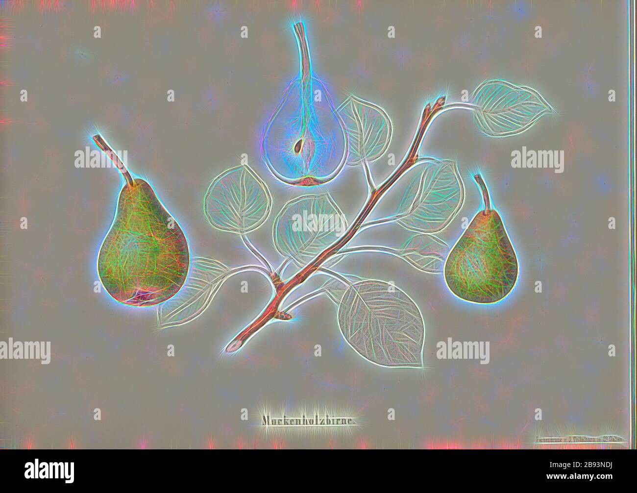 Mockenholzbirne, variété suisse de poires, signé: Farbendruck c., J. Tribelhorn, fig. 24, Tribelhorn, J. (imp.), 1863, Schweizerisch. Landwirtschaftl. Verein (Hg.): Schweizerische Obstsorten. [S.l.]: Schweizerischer Landwirtschaftlicher Verein, [1863], repensé par Gibon, design de glanissement chaleureux et gai de la luminosité et des rayons de lumière radiance. L'art classique réinventé avec une touche moderne. La photographie inspirée du futurisme, qui embrasse l'énergie dynamique de la technologie moderne, du mouvement, de la vitesse et révolutionne la culture. Banque D'Images