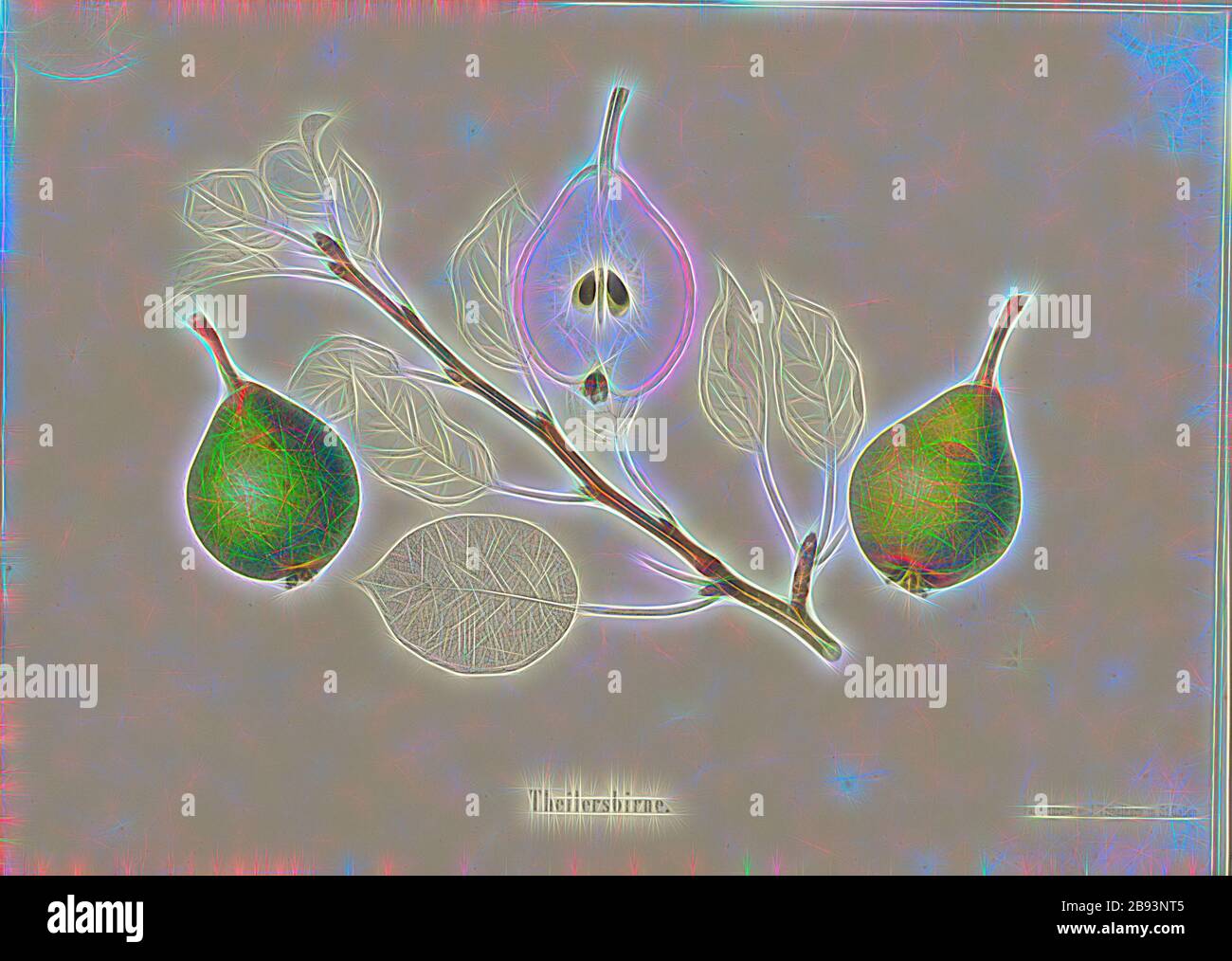 Theilersbirne, variété suisse de poires, signé: Farbendruck c., J. Tribelhorn, fig. 40, Tribelhorn, J. (imp.), 1863, Schweizerisch. Landwirtschaftl. Verein (Hg.): Schweizerische Obstsorten. [S.l.]: Schweizerischer Landwirtschaftlicher Verein, [1863], repensé par Gibon, design de glanissement chaleureux et gai de la luminosité et des rayons de lumière radiance. L'art classique réinventé avec une touche moderne. La photographie inspirée du futurisme, qui embrasse l'énergie dynamique de la technologie moderne, du mouvement, de la vitesse et révolutionne la culture. Banque D'Images