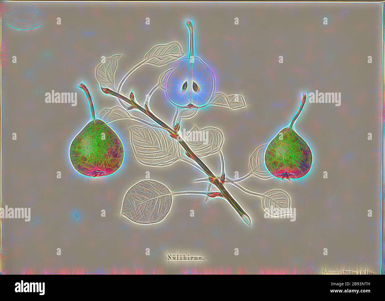 Swallowtail, variété suisse de poires, signé: Farbendruck c., J. Tribelhorn, fig. 39, Tribelhorn, J. (imp.), 1863, Schweizerisch. Landwirtschaftl. Verein (Hg.): Schweizerische Obstsorten. [S.l.]: Schweizerischer Landwirtschaftlicher Verein, [1863], repensé par Gibon, design de glanissement chaleureux et gai de la luminosité et des rayons de lumière radiance. L'art classique réinventé avec une touche moderne. La photographie inspirée du futurisme, qui embrasse l'énergie dynamique de la technologie moderne, du mouvement, de la vitesse et révolutionne la culture. Banque D'Images