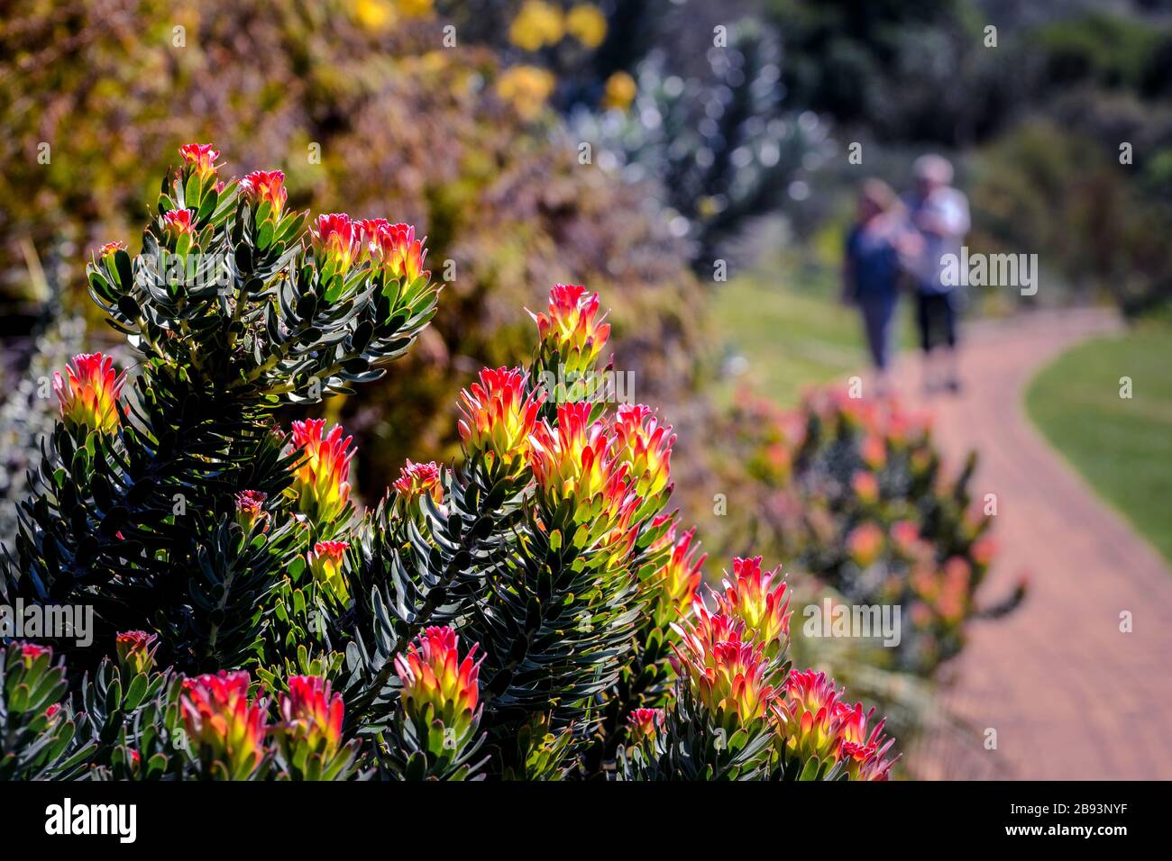 Gros plan sur les fynbos qui poussent dans de beaux paysages de jardins botaniques de Kirstenbosch, le Cap, Afrique du Sud Banque D'Images