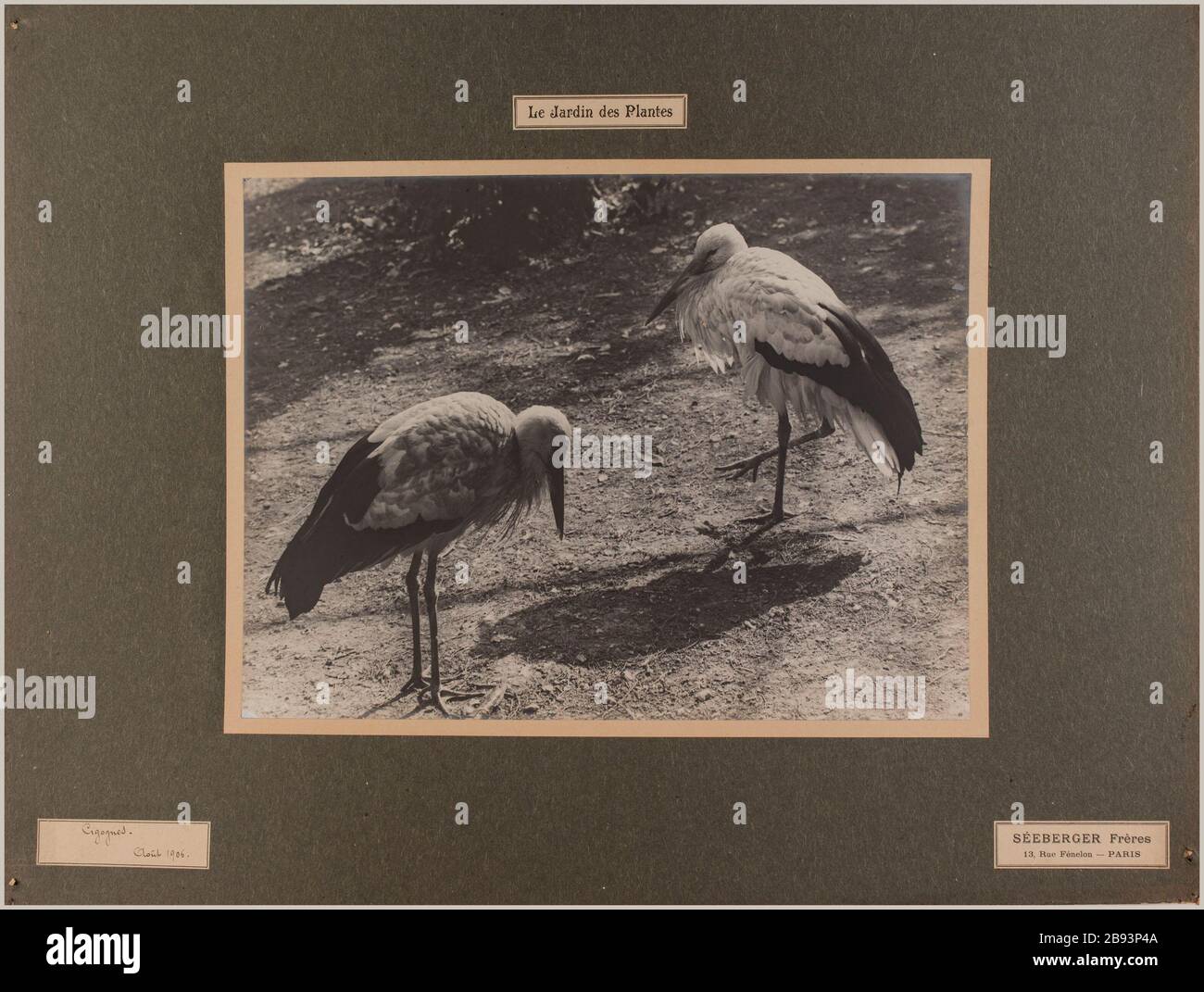 Le jardin des plantes / Storks / Août 1906. Storks, jardin des plantes, 5ème arrondissement, Paris Séeberger Frères. Le jardin des plantes / Cigognes / Août 1906. 'Cigognes, jardin des plantes, 5ème arrondissement, Paris'. Rage au gélatino-bromure d'argent. En 1906-08-1906-08. Paris, musée Carnavalet. Banque D'Images